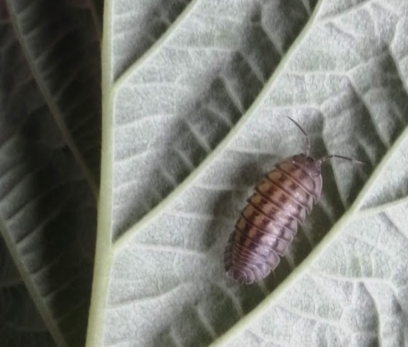 armadillidium nasatum